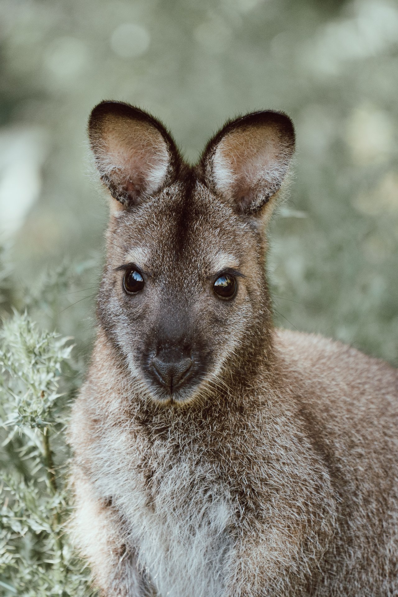 Wallaby's beauty