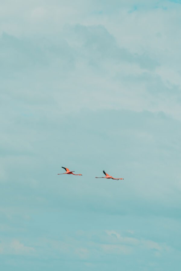 El vuelo del Flamenco