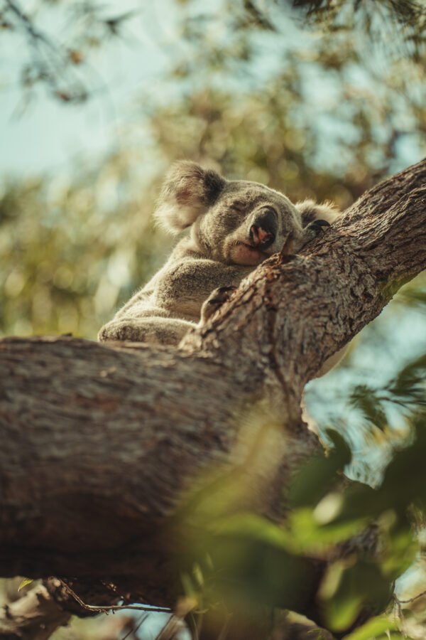 Siesta del Koala