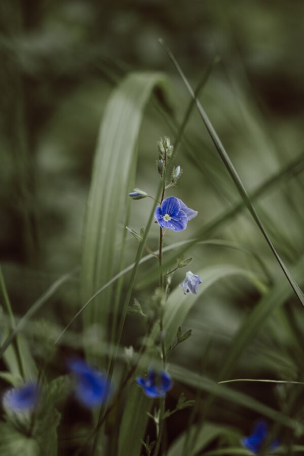 Bosque Azul