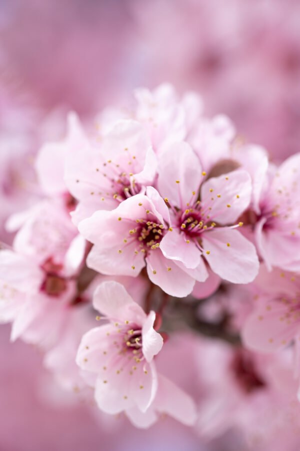 Almendros en flor